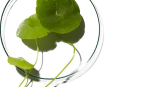 centella asiatica