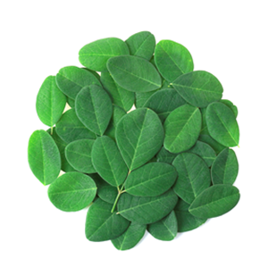 Un amas de feuilles vertes brillantes, d'une plante, disposees en cercle sur fond blanc.