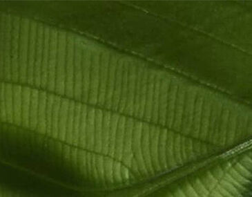 Close-up of green leaves with visible veining and texture.