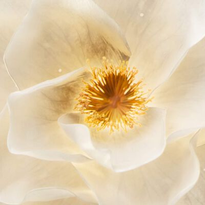 Photo ingredient de l'Huile Elixir Ultime Kerastase, camelia francais et sauvage