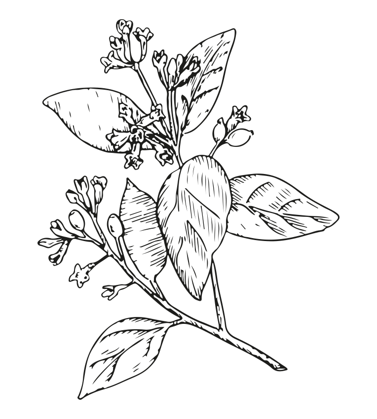 Branche de fleurs et feuilles dessinées au trait, représentant des fleurs délicates sur un fond blanc.